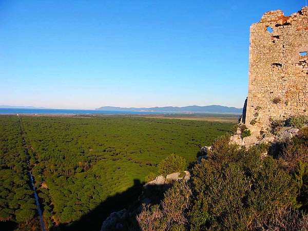 Parte Guelfa Maremma 2017 torre